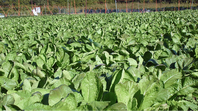 源助かぶ菜収穫のイメージ