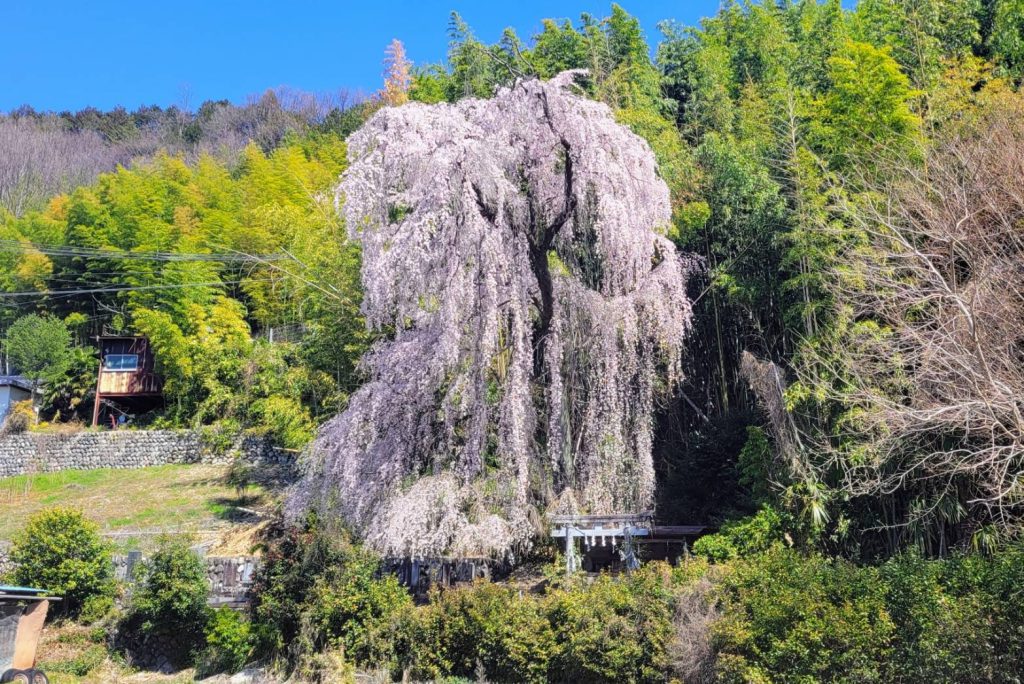 林里若宮のしだれ桜／桜 ギャラリー画像1