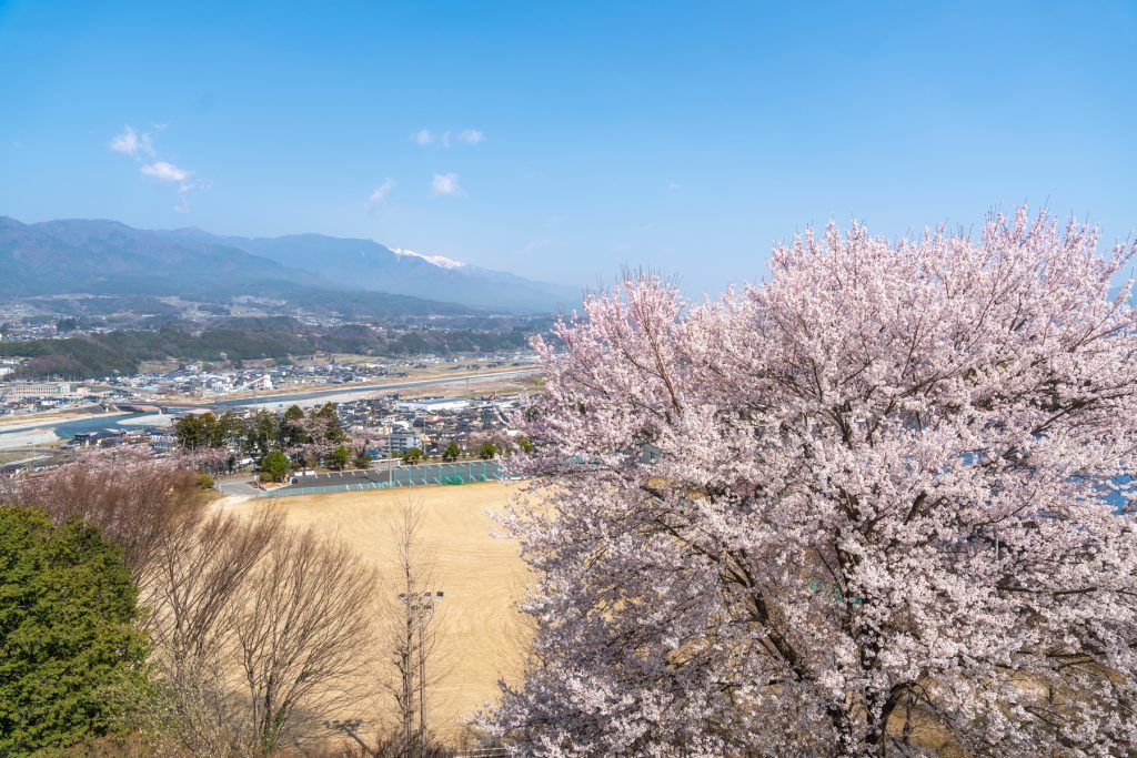 林公園・豊丘中学校／桜 ギャラリー画像1