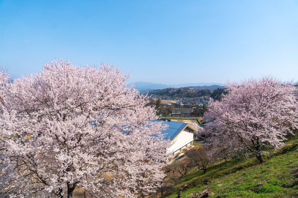 林公園・豊丘中学校／桜 ギャラリー画像2