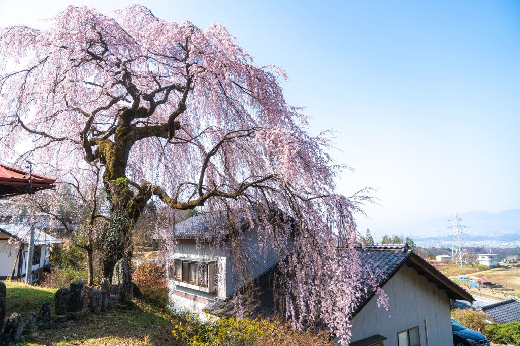 木門虚空蔵堂のしだれ桜／桜 ギャラリー画像2