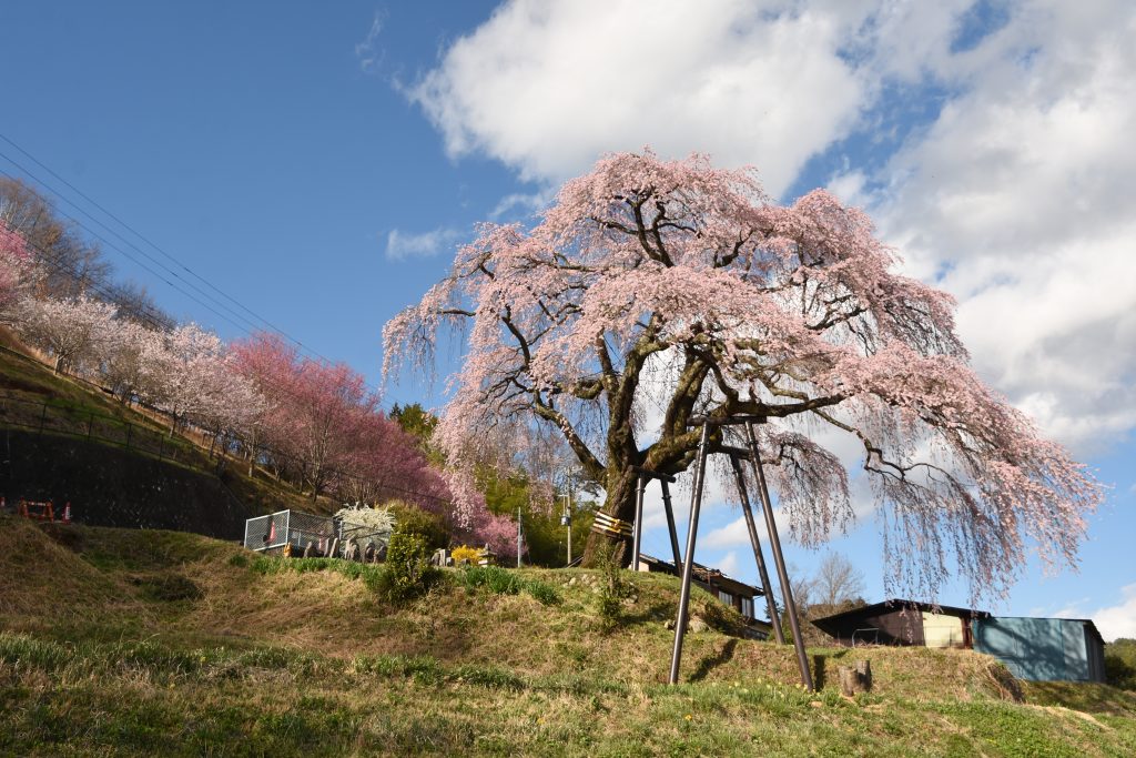 笹見平のしだれ桜／桜 ギャラリー画像1