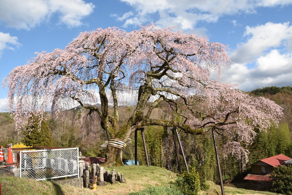 笹見平のしだれ桜／桜 ギャラリー画像2