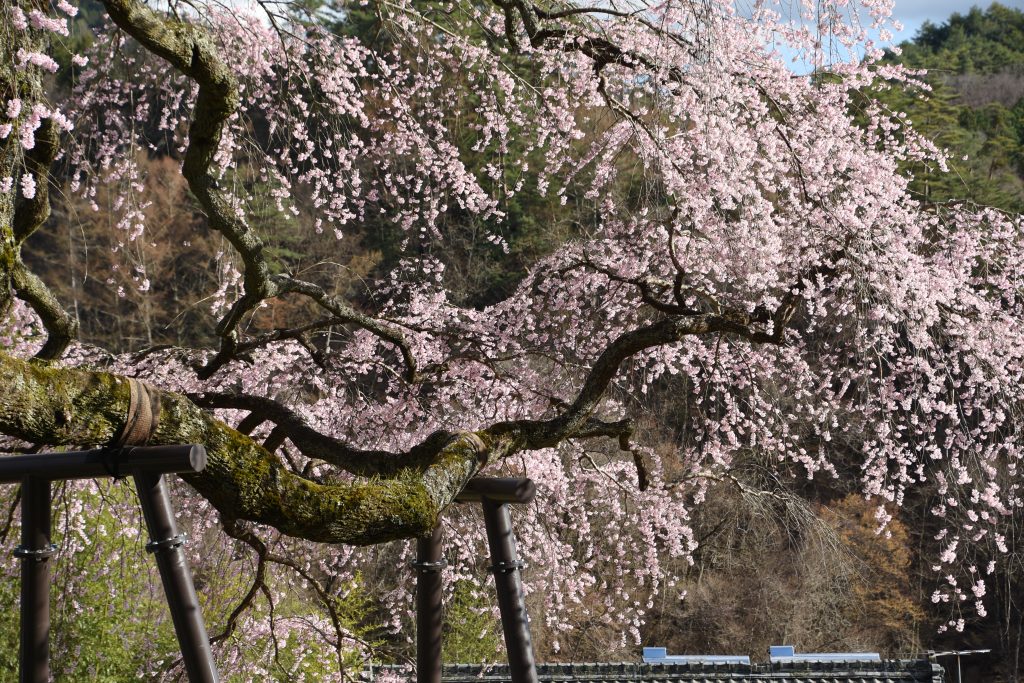 笹見平のしだれ桜／桜 ギャラリー画像3