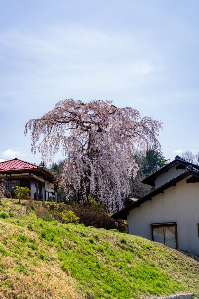 木門虚空蔵堂のしだれ桜／桜 ギャラリー画像4