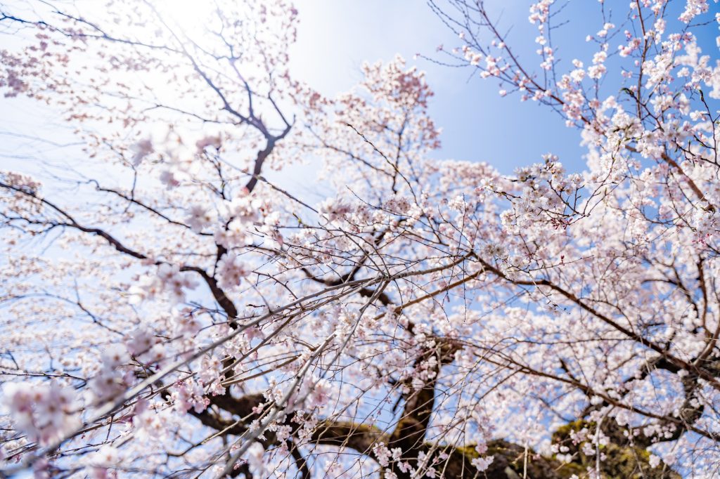 木門虚空蔵堂のしだれ桜／桜 ギャラリー画像3