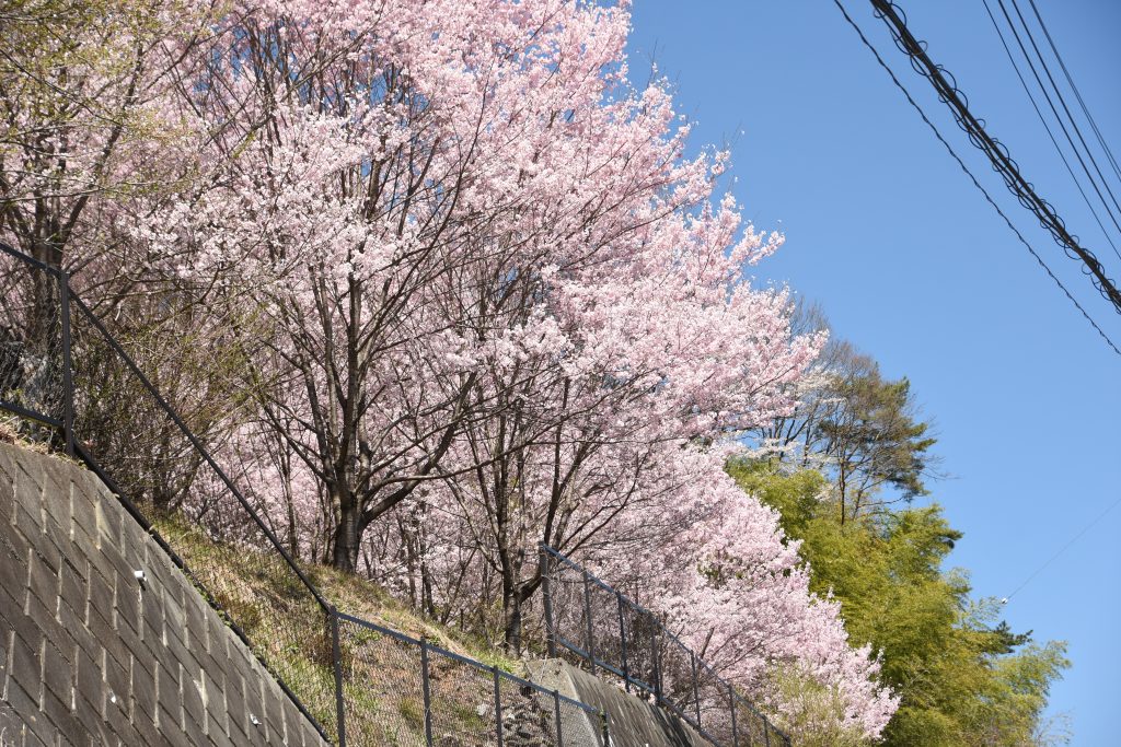 笹見平のしだれ桜／桜 ギャラリー画像4