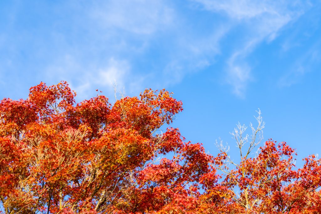 堀越天神公園の紅葉／紅葉 ギャラリー画像5