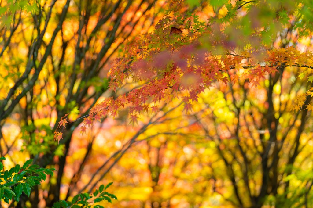 堀越天神公園の紅葉／紅葉 ギャラリー画像2