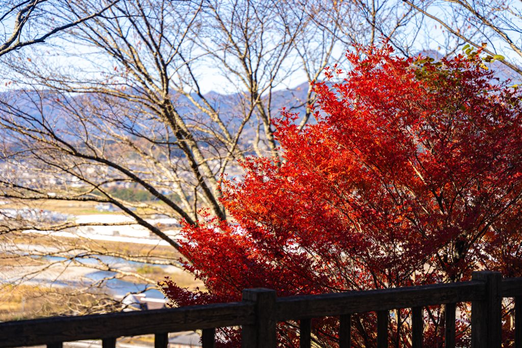 林公園（かきっ子公園）／紅葉 ギャラリー画像2