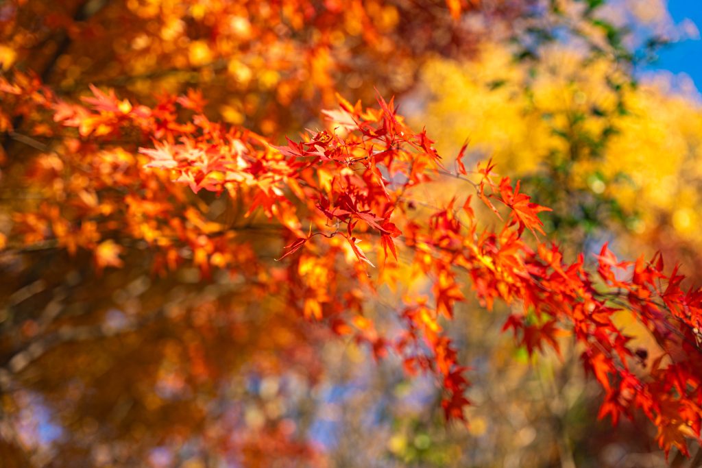 堀越天神公園の紅葉／紅葉 ギャラリー画像4