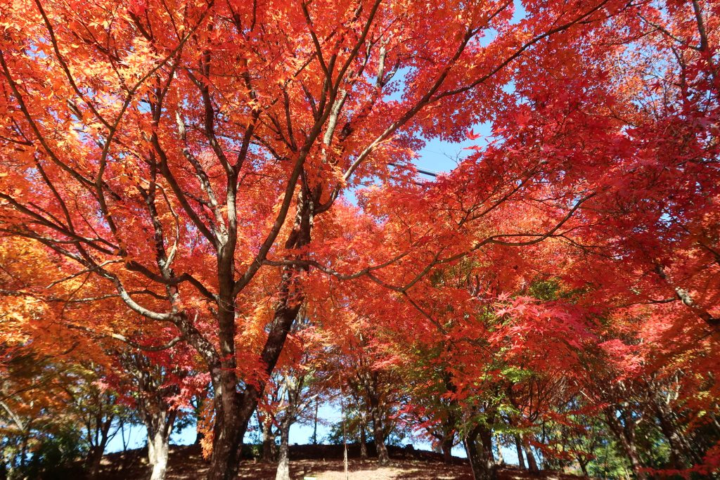 堀越天神公園の紅葉／紅葉 ギャラリー画像1