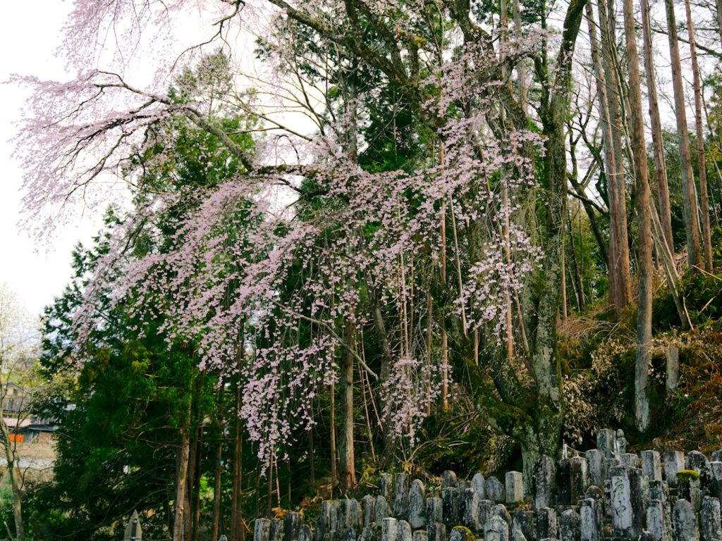 百体庚申のしだれ桜／桜 ギャラリー画像2