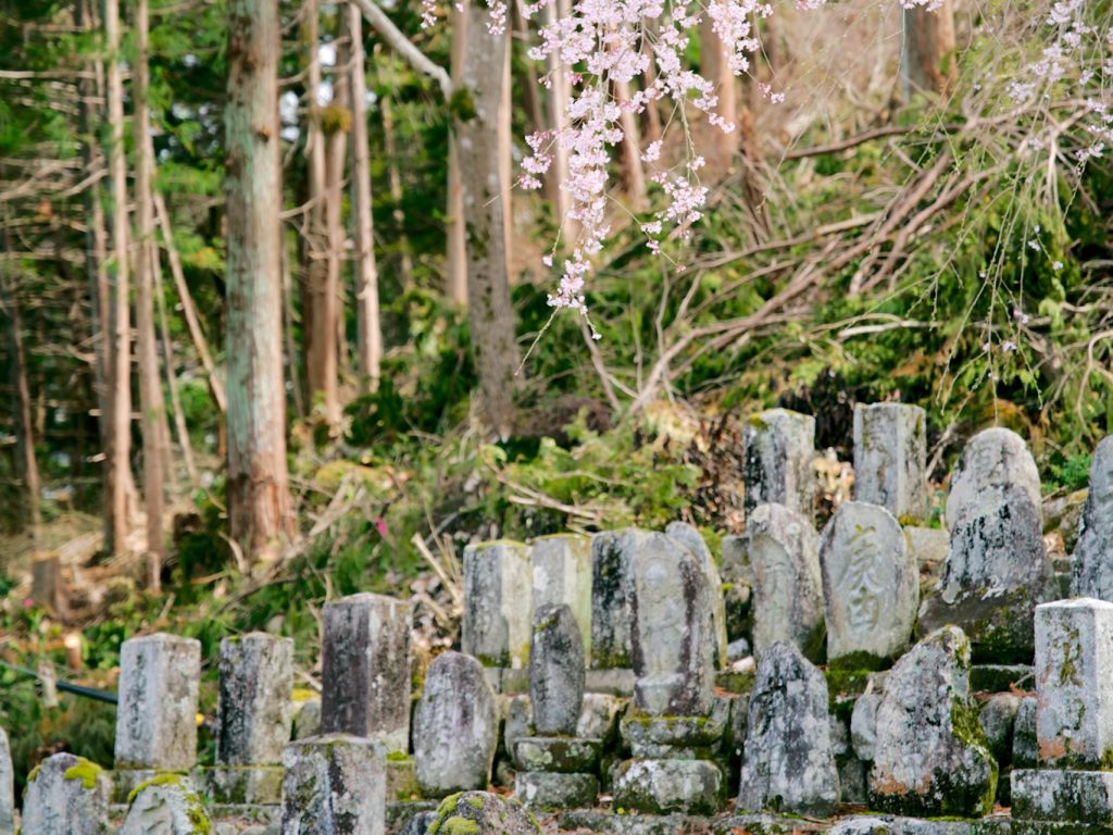 百体庚申のしだれ桜／桜 ギャラリー画像3