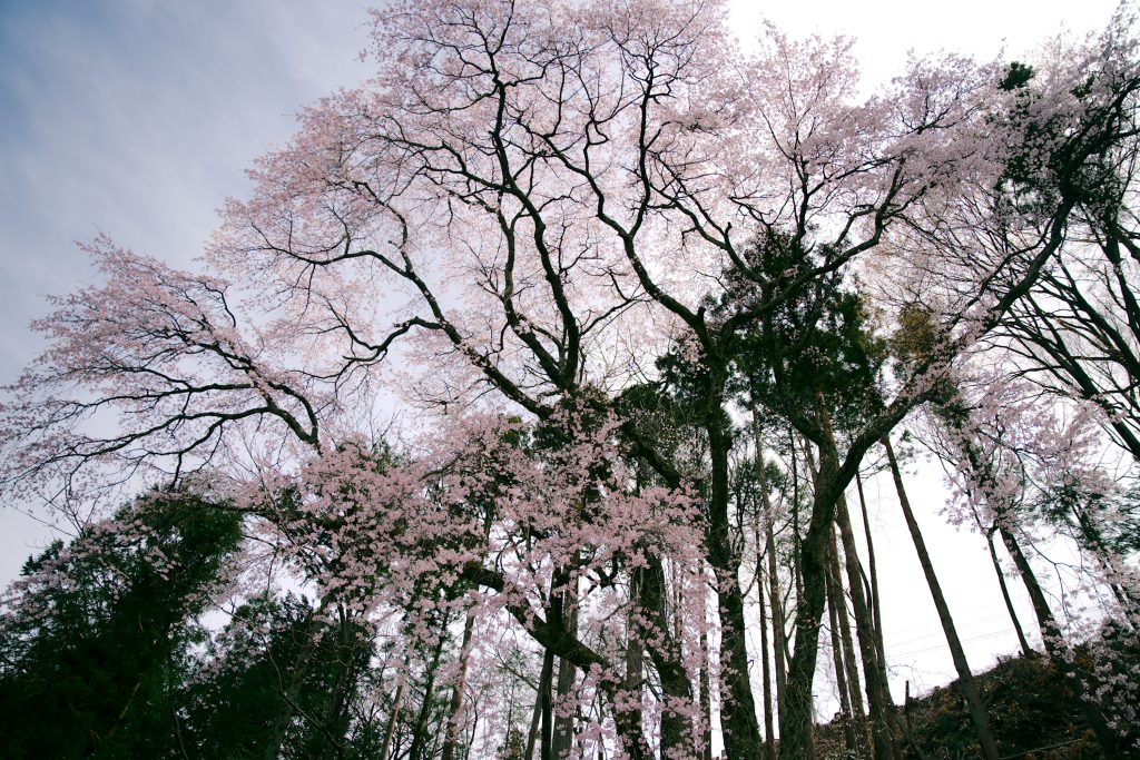 百体庚申のしだれ桜／桜 ギャラリー画像1