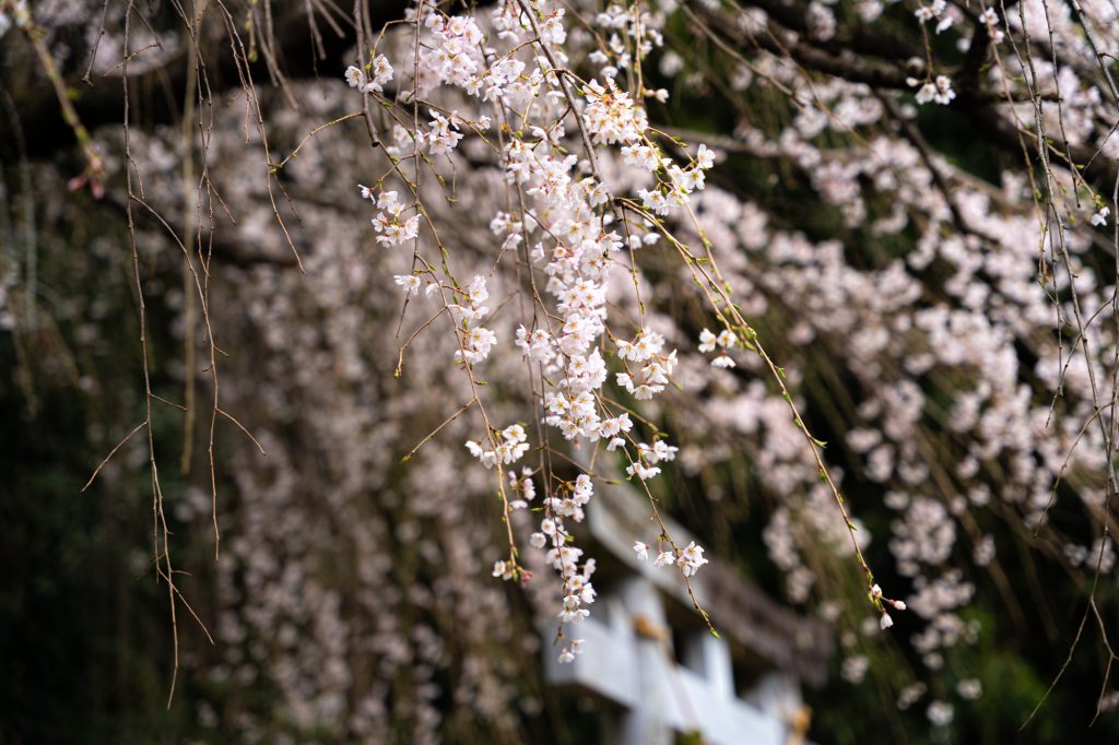 林里若宮のしだれ桜／桜 ギャラリー画像4