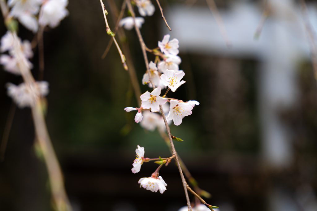 林里若宮のしだれ桜／桜 ギャラリー画像3