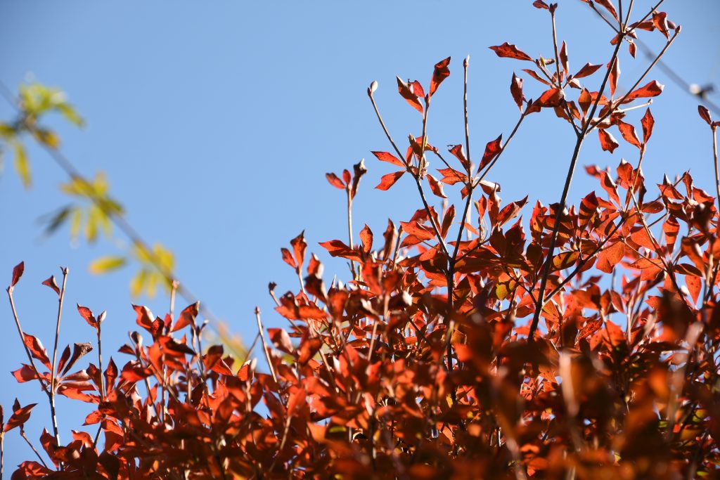 林公園（かきっ子公園）／紅葉 ギャラリー画像3