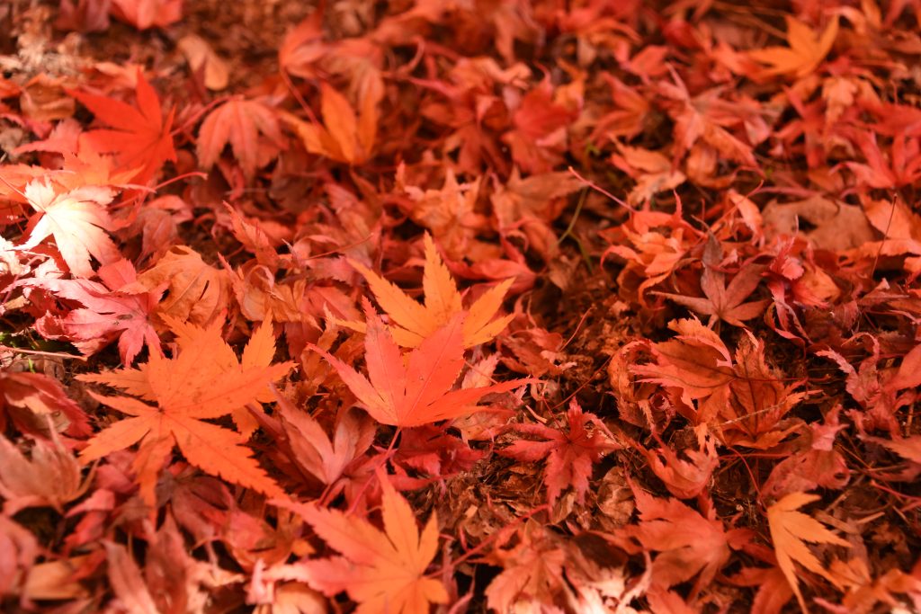 堀越天神公園の紅葉／紅葉 ギャラリー画像3