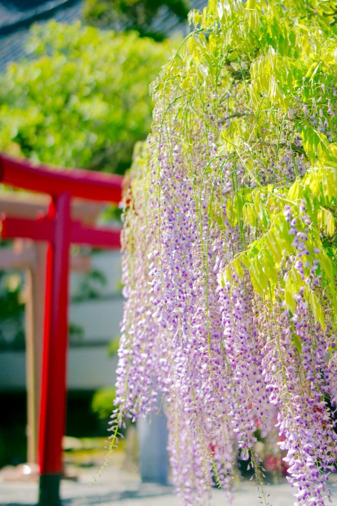 泉龍院／三色藤 ギャラリー画像5