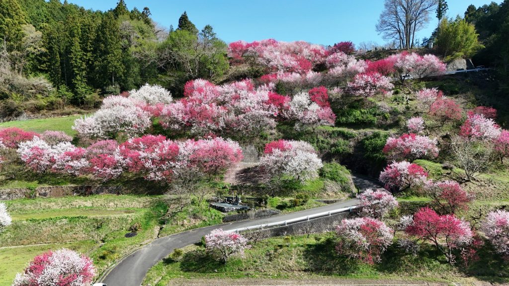 比国平花もも街道／花桃 ギャラリー画像3