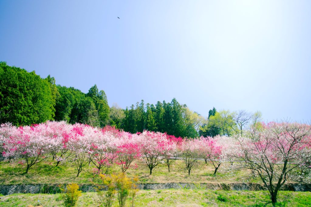 比国平花もも街道／花桃 ギャラリー画像2