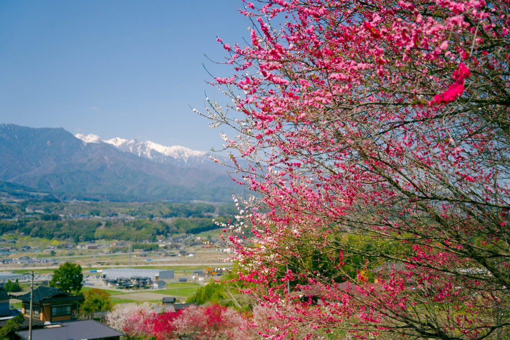 比国平花もも街道／花桃 ギャラリー画像5