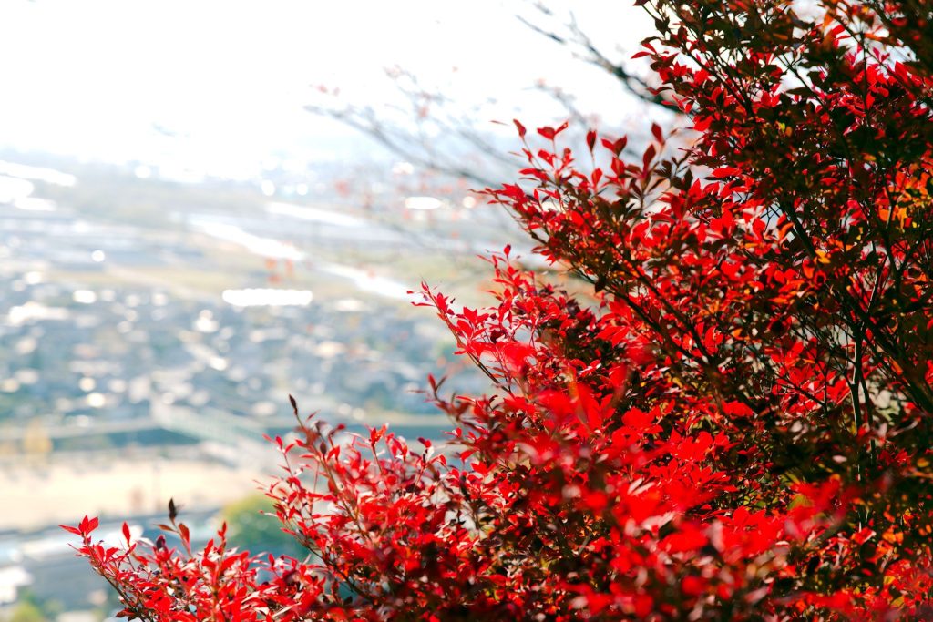 林公園／紅葉狩り ギャラリー画像4