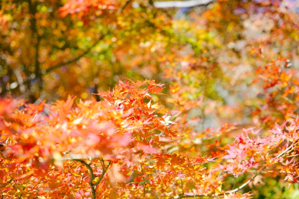 林公園／紅葉狩り ギャラリー画像2