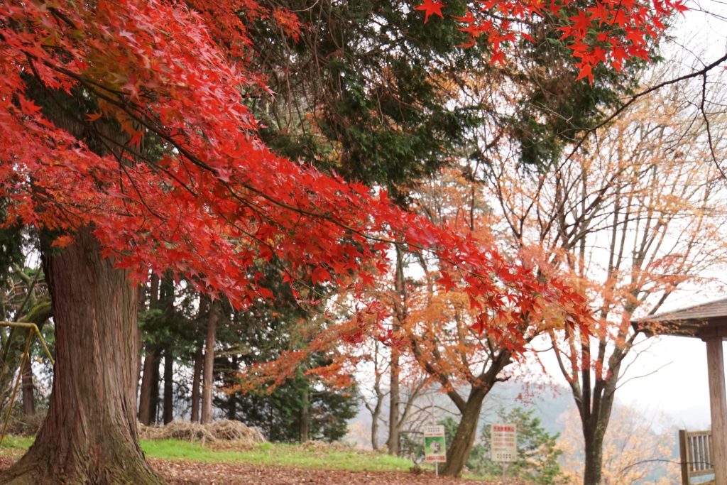 林公園／紅葉狩り ギャラリー画像5