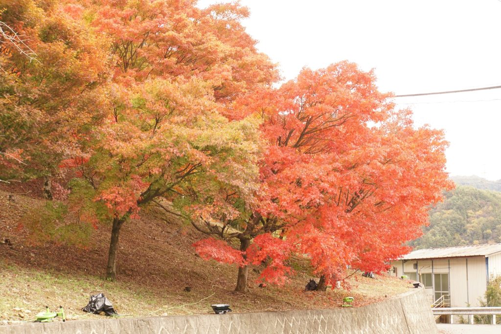 堀越天神公園／紅葉狩り ギャラリー画像1