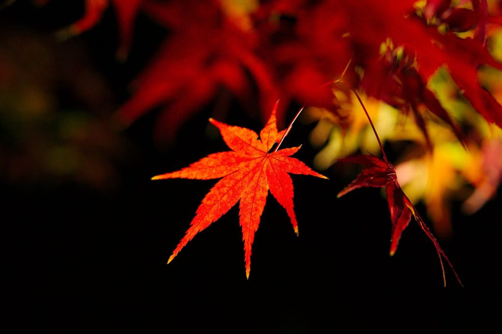 堀越天神公園／紅葉狩り ギャラリー画像3