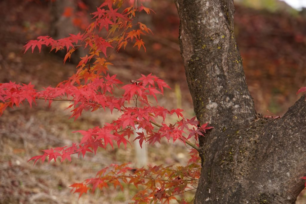 堀越天神公園／紅葉狩り ギャラリー画像5