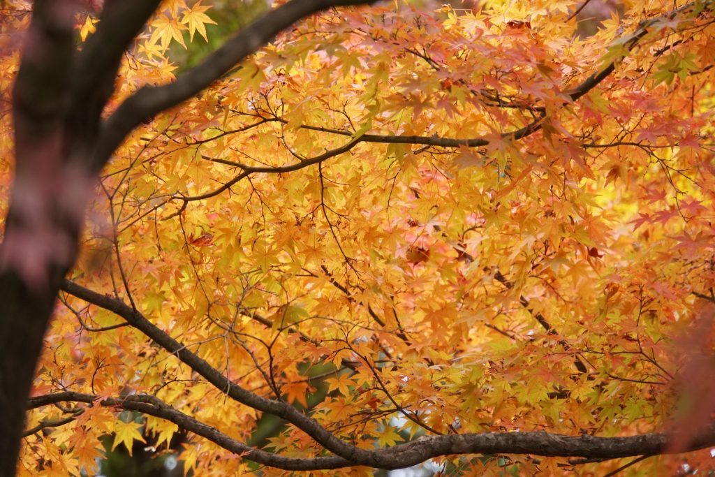 堀越天神公園／紅葉狩り ギャラリー画像4