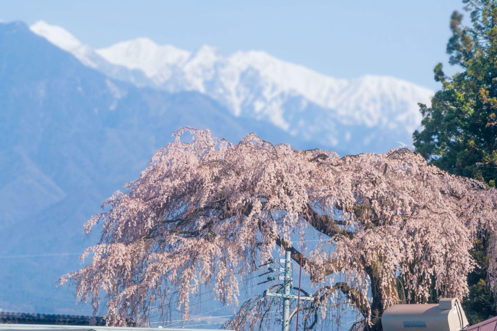 木門虚空蔵堂のしだれ桜／桜 ギャラリー画像1