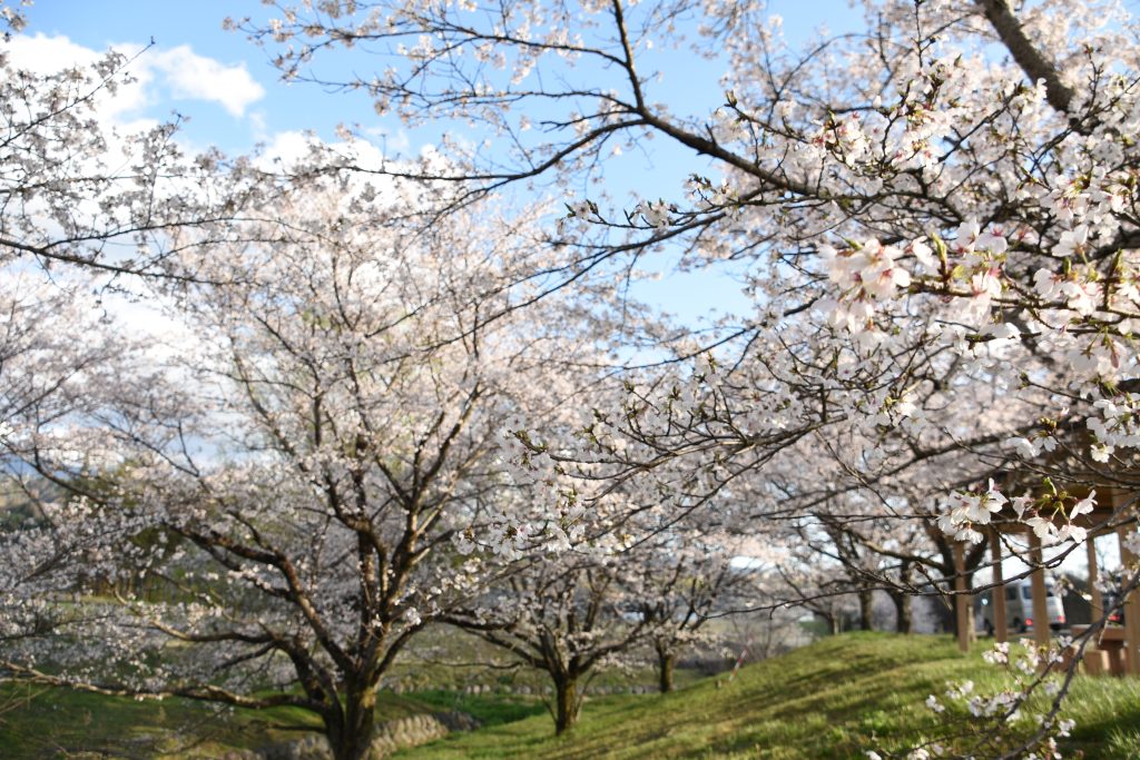 桜堤公園の桜並木／桜 ギャラリー画像1
