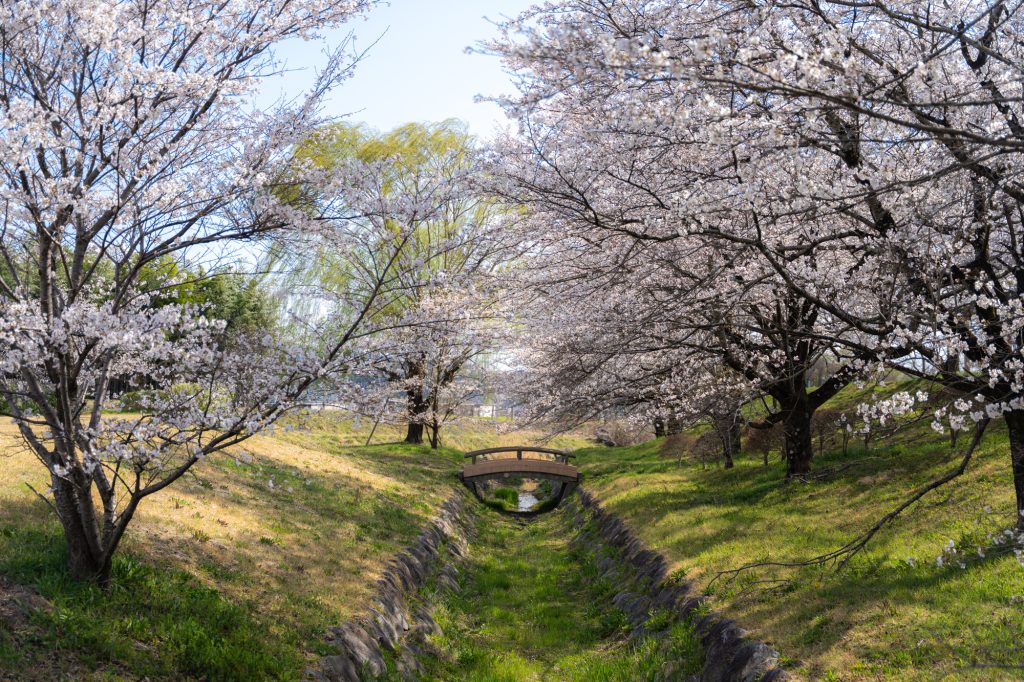 桜堤公園の桜並木／桜 ギャラリー画像2