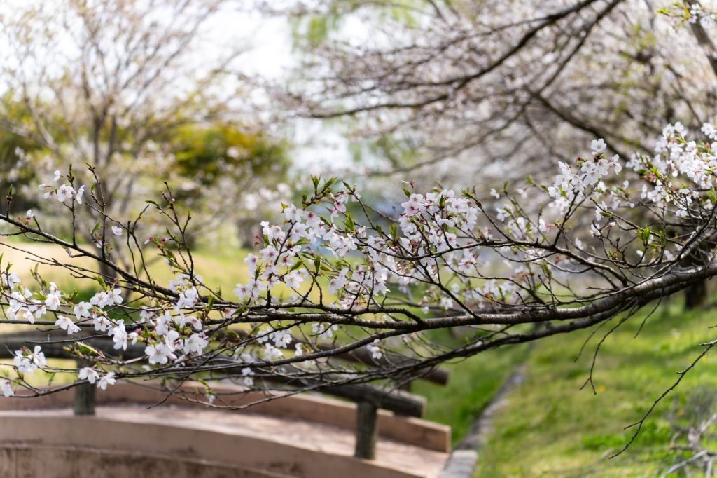 桜堤公園の桜並木／桜 ギャラリー画像4