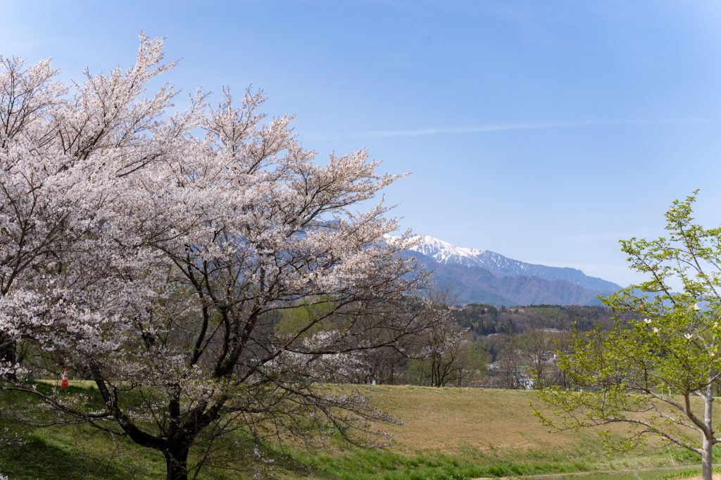 桜堤公園の桜並木／桜 ギャラリー画像3