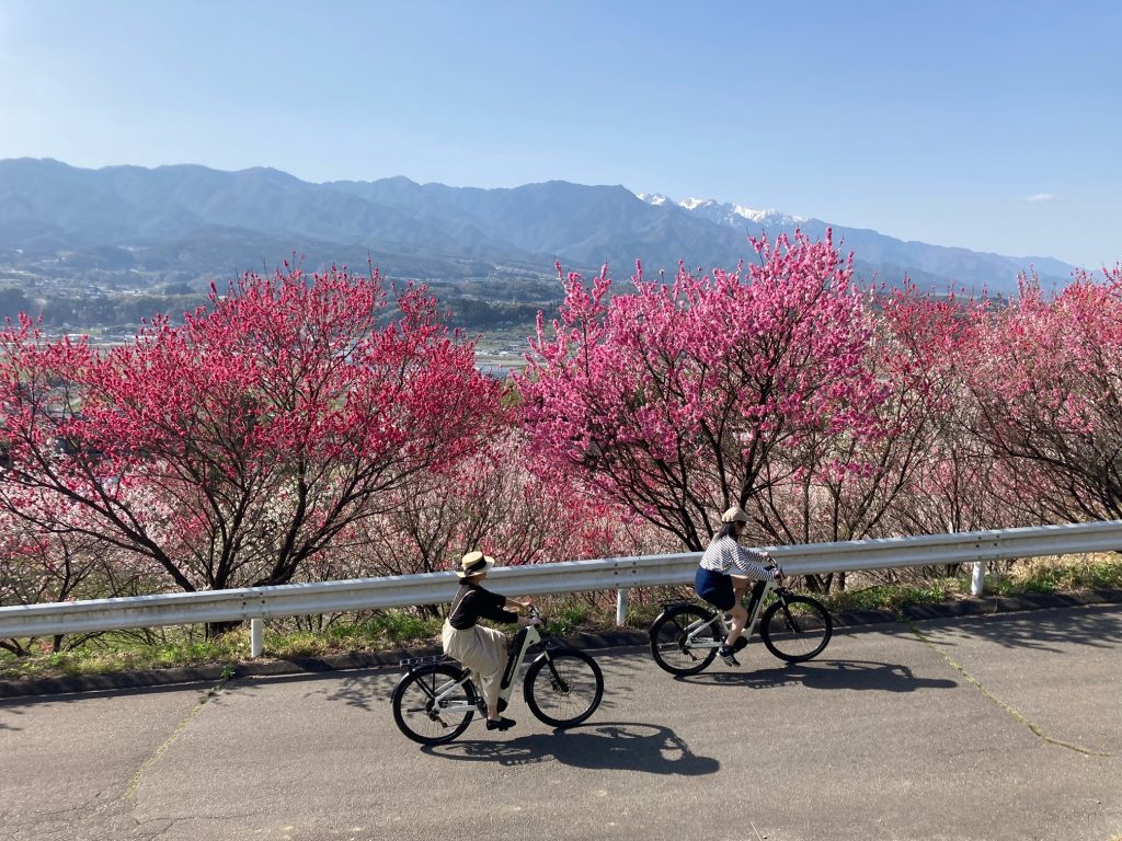 比国平はなもも街道／花桃 ギャラリー画像1